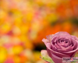 RoseEvent-2014-Workshop[10]