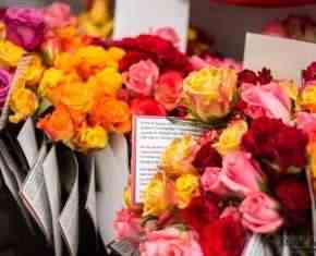 Shaaban-2013-Gronland[08]